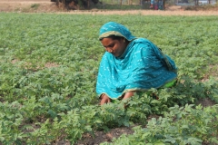 Vegetable-cultivator-Salema.JPG